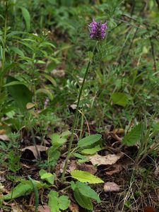 Bukvice lékařská  (Betonica officinalis L.)