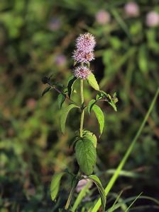 Máta vodní (Mentha aquatica L.)