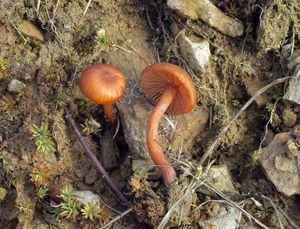 Lakovka drobná - Laccaria pumila Fayod