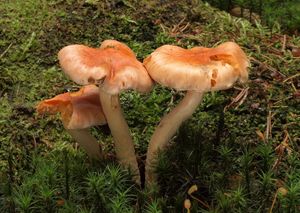 Šupinovka kozincová - Pholiota astragalina (Fr.) Singer 1951