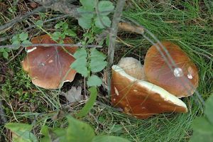 Klikni pro velký obrázek