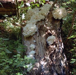 Korálovec bukový - Hericium clathroides (Pall.) Pers. 1797