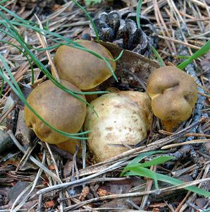 Klikni pro velký obrázek