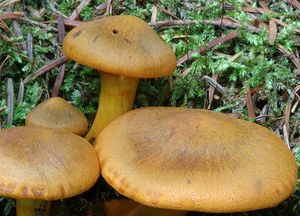 Pavučinec oranžovolupenný - Cortinarius malicorius Fr. 1838