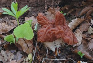 Ucháč svazčitý - Gyromitra fastigiata (Krombh.) Rehm