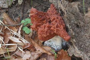 Ucháč svazčitý - Gyromitra fastigiata (Krombh.) Rehm