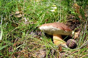 Klikni pro velký obrázek