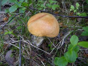 Klikni pro velký obrázek