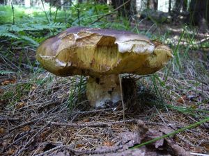 Klikni pro velký obrázek