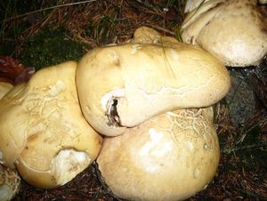 Klikni pro velký obrázek