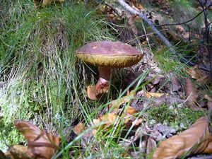 Klikni pro velký obrázek