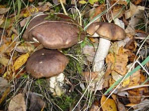 Klikni pro velký obrázek