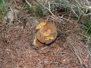 Klikni pro velký obrázek