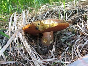 Klikni pro velký obrázek