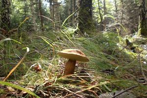 Klikni pro velký obrázek