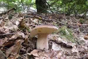 Klikni pro velký obrázek