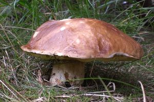 Klikni pro velký obrázek