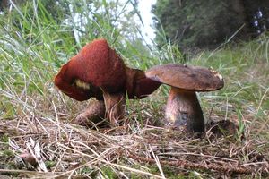 Klikni pro velký obrázek