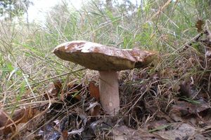 Klikni pro velký obrázek