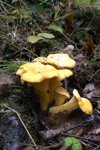 Klikni pro velký obrázek