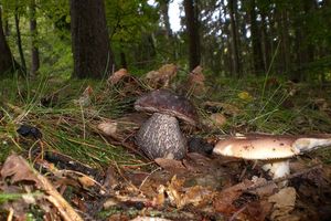 Klikni pro velký obrázek