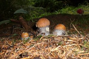 Klikni pro velký obrázek