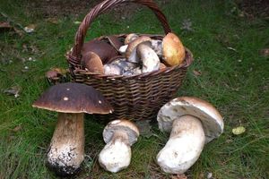 Klikni pro velký obrázek