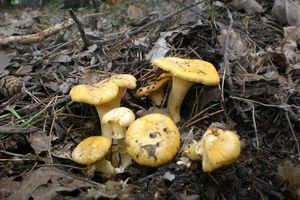 Klikni pro velký obrázek