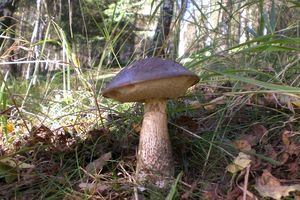 Klikni pro velký obrázek