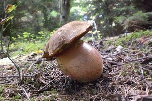 Klikni pro velký obrázek