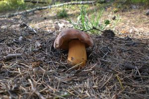 Klikni pro velký obrázek