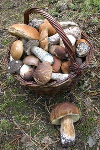 Klikni pro velký obrázek