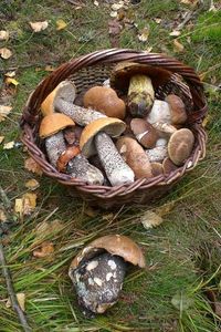 Klikni pro velký obrázek