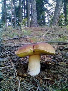 Klikni pro velký obrázek