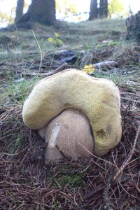 Klikni pro velký obrázek