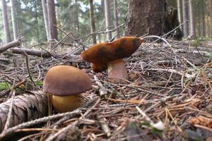 Klikni pro velký obrázek