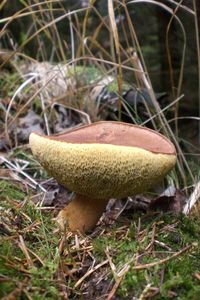 Klikni pro velký obrázek