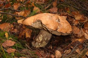 Klikni pro velký obrázek