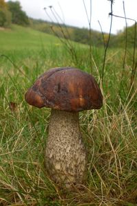 Klikni pro velký obrázek