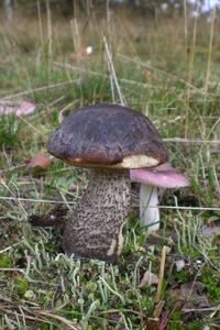 Klikni pro velký obrázek