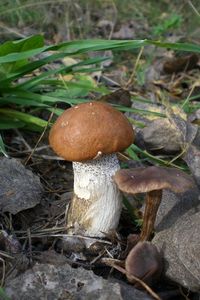 Klikni pro velký obrázek