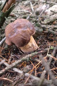 Klikni pro velký obrázek