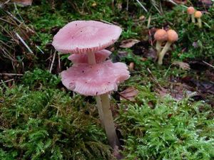 Helmovka narůžovělá - Mycena rosea Gramberg 1912