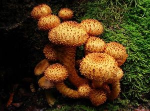 Šupinovka kostrbatá - Pholiota squarrosa