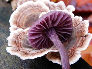 Lakovka ametystová - Laccaria amethystina