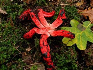 Květnatec Archerův - Clathrus archeri