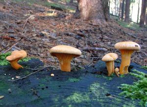 Lištička pomerančová - Hygrophoropsis aurantiaca (Wulfen) Maire 1921