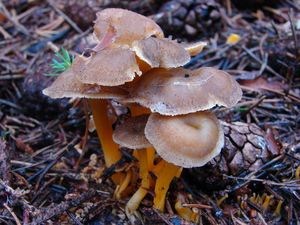 Liška nálevkovitá - Cantharellus tubaeformis