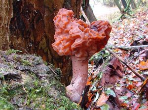 Ucháč čepcovitý - Gyromitra infula