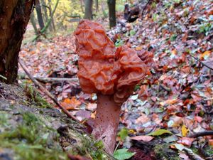 Ucháč čepcovitý - Gyromitra infula